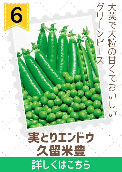 久留米豊豌豆
