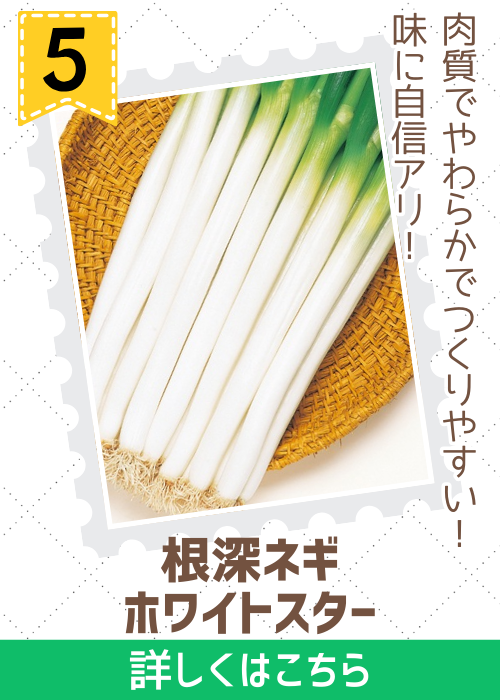 ホワイトスター葱