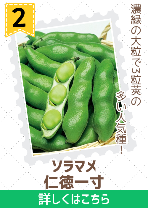 仁徳一寸蚕豆