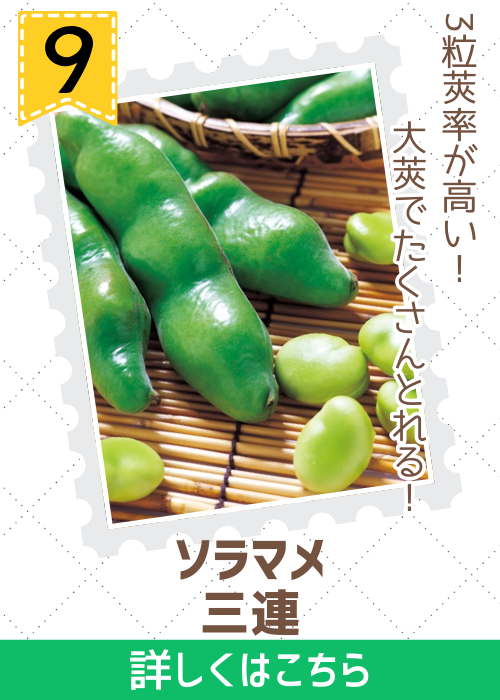 三連蚕豆