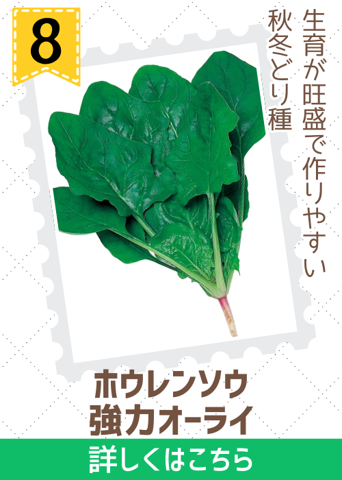 強力オーライ法蓮草