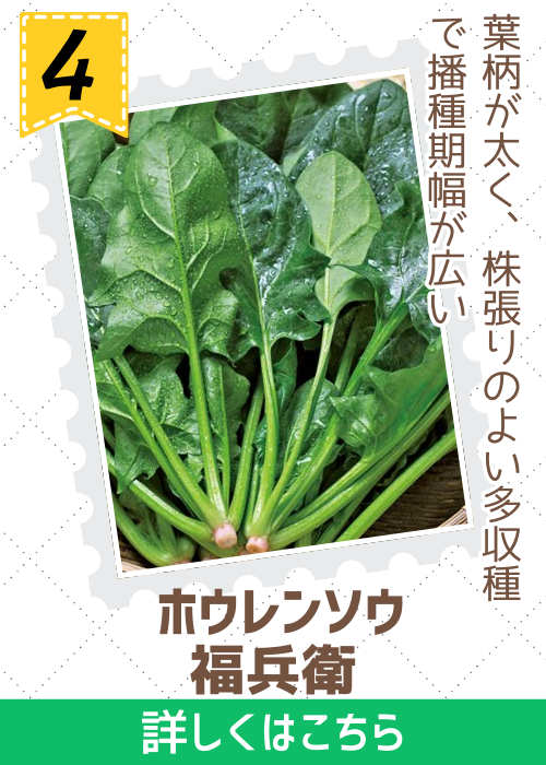 福兵衛法蓮草