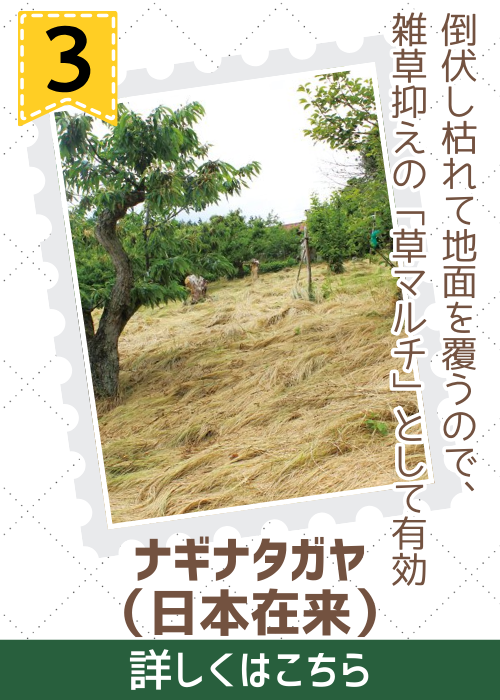 ナギナタガヤ（日本在来）