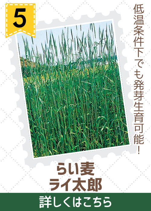 らい麦　ライ太郎