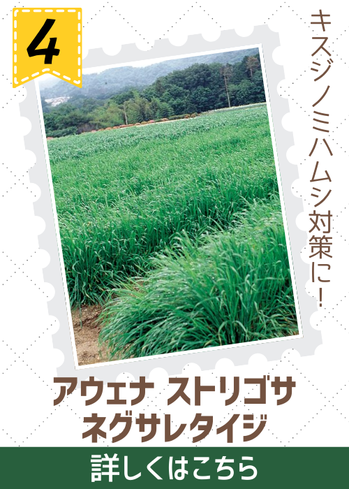 ネグサレタイジ