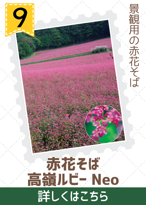 高嶺ルビー　Ｎｅｏ