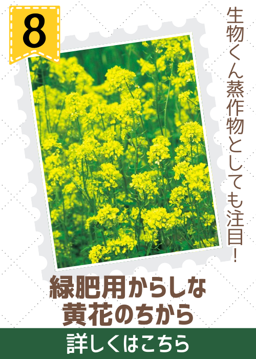 黄花のちから