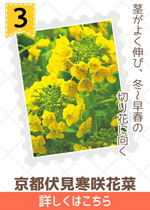 花菜　京都伏見寒咲