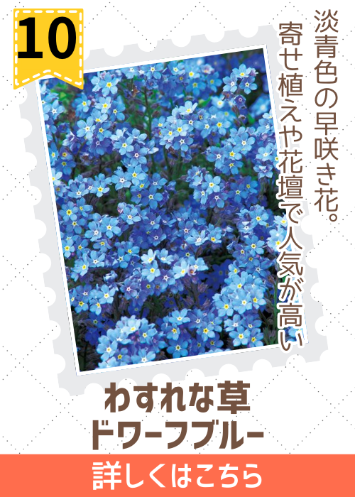忘れな草　ドワーフ　ブルー