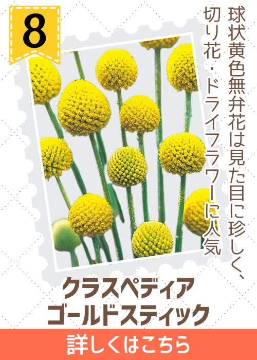 クラスペディア　ゴールドスティック