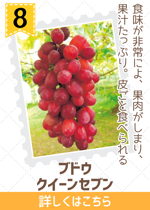 ブドウ　クイーンセブン　
