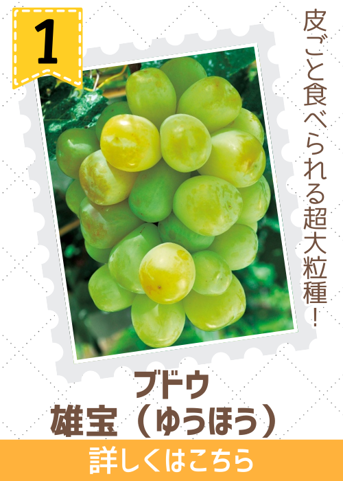 ブドウ　雄宝