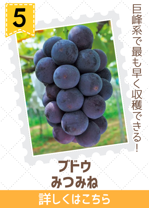 ブドウ　みつみね