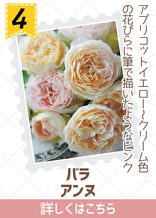 バラ　Ｓ　アンヌ