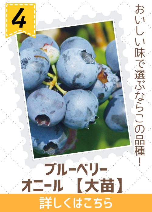 ブルーベリー　オニール大苗