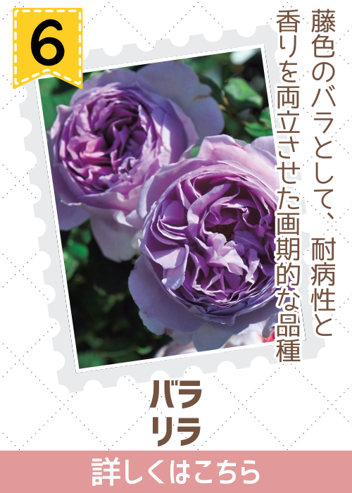 バラ　ロサオリ　リラ