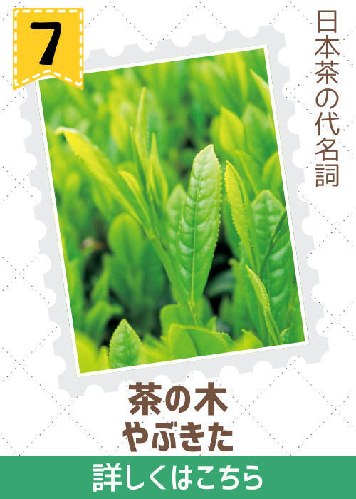 茶の木　やぶきた
