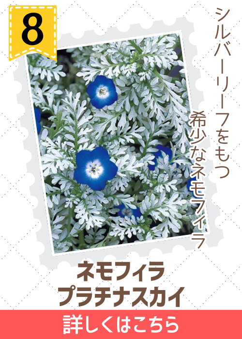 ネモフィラ　プラチナスカ