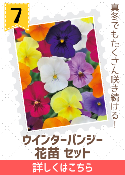 ウィンターパンジー花苗セット　