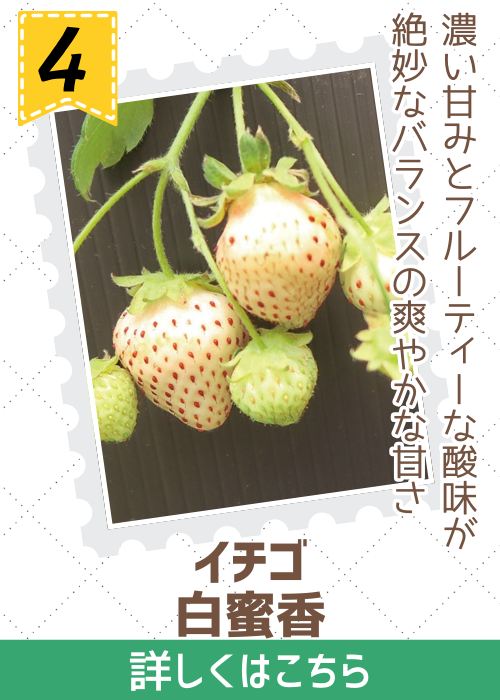 本気野菜イチゴ　白蜜香