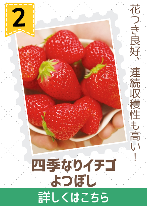 いちご　よつぼし