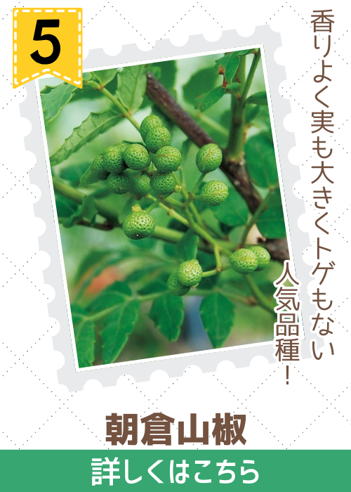 朝倉山椒