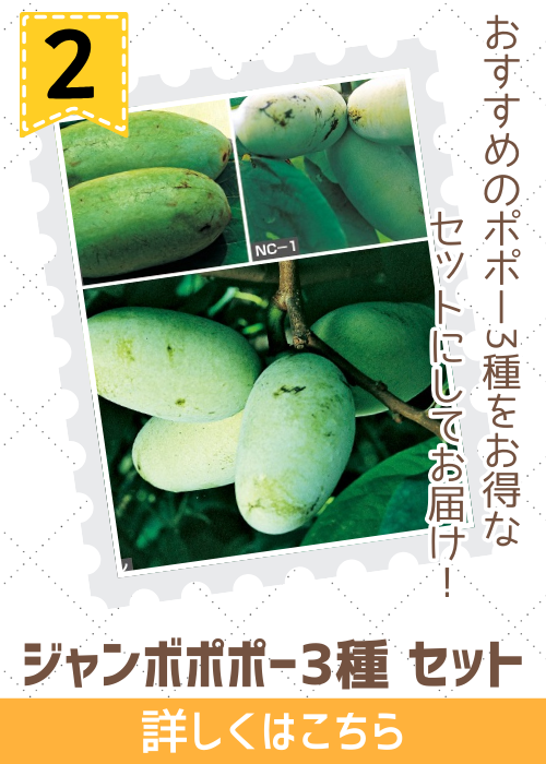 ジャンボポポー３種セット
