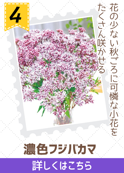 フジバカマ　濃色フジバカマ　