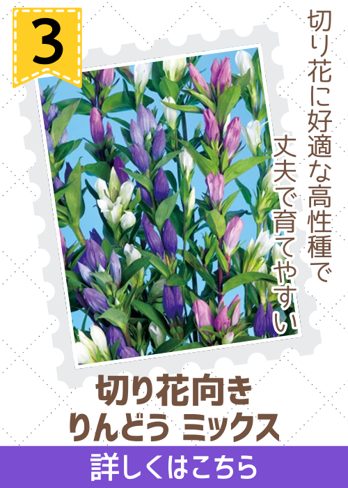 切花向りんどうミックス