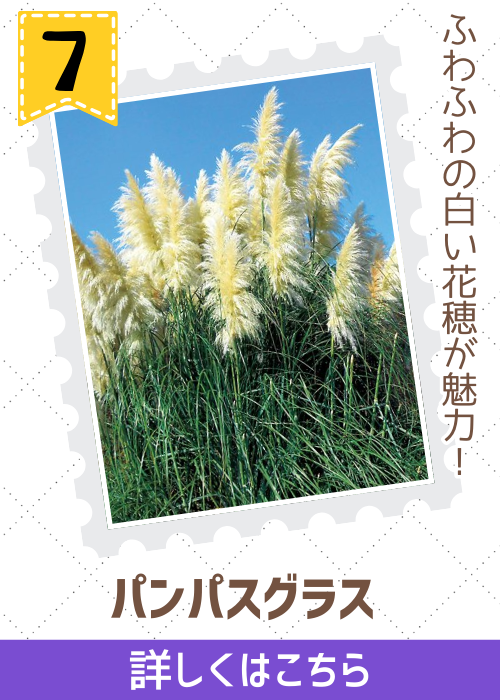 パンパスグラス
