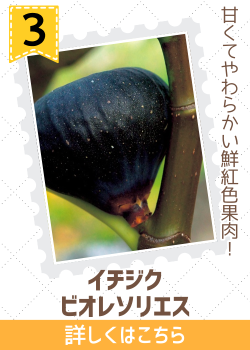 イチジク　ビオレソリエス