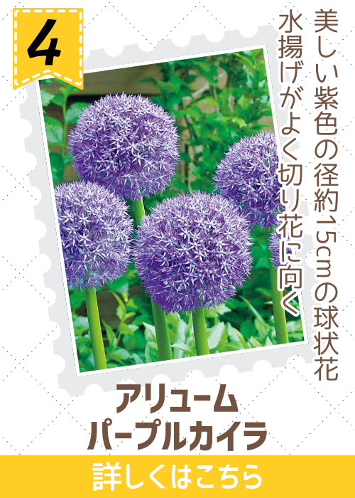 アリューム　パープルカイラ　