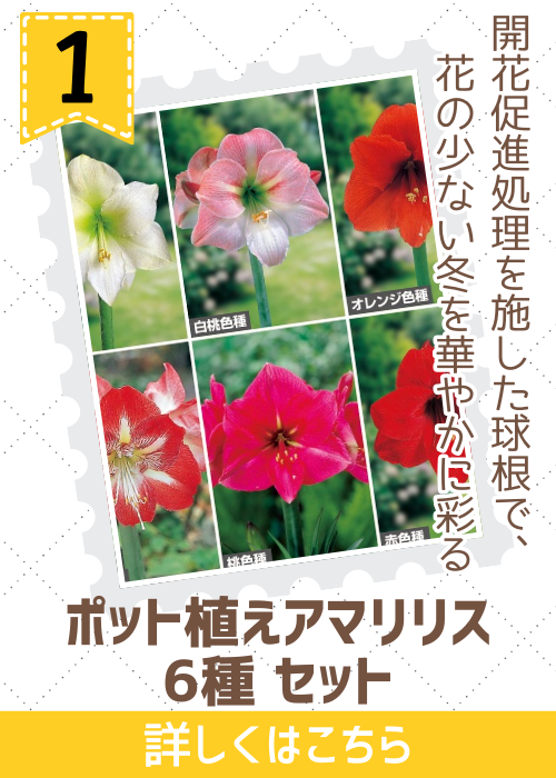 ポット植えアマリリス６種セット