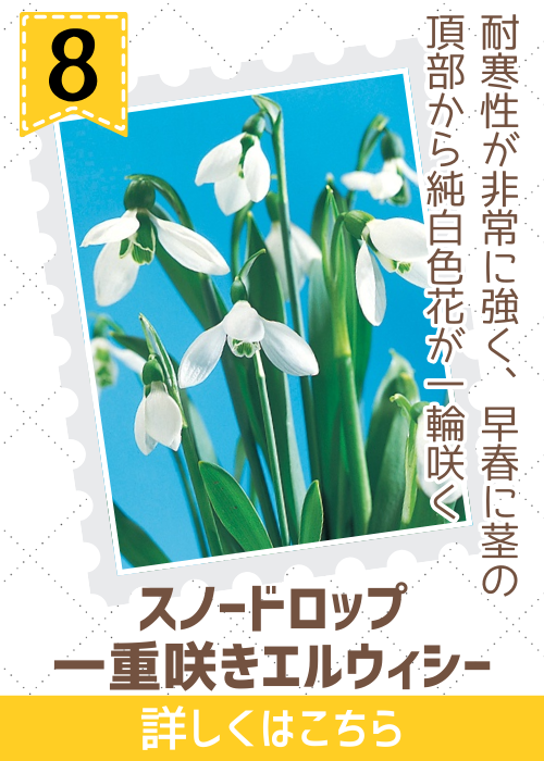 ガランサス（スノードロップ）一重咲エルウィシー