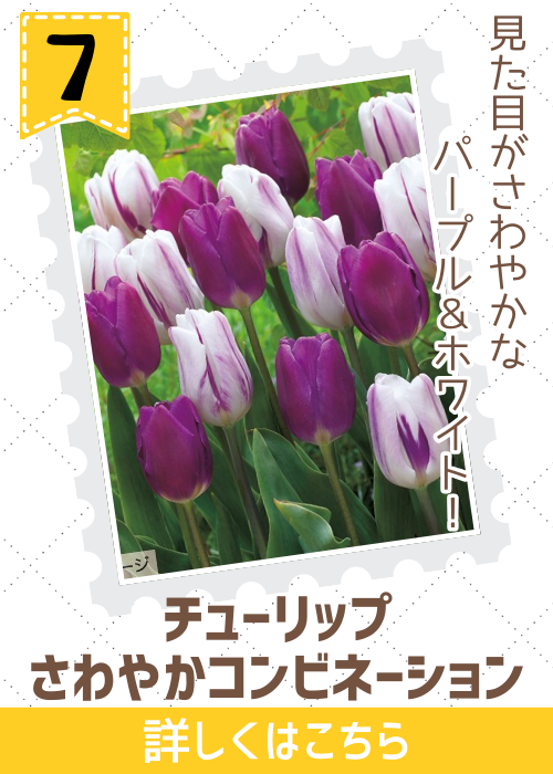 チューリップ　さわやかコンビネーション　　