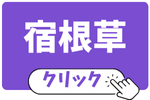 宿根草