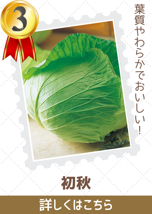 初秋甘藍