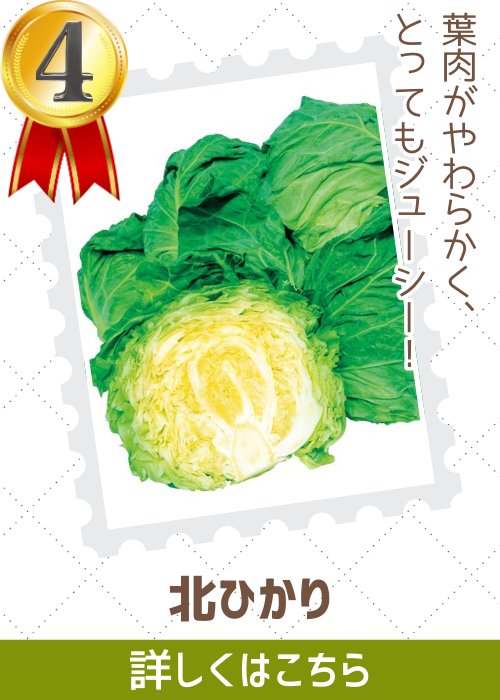 北ひかり甘藍