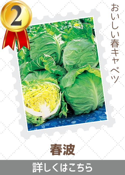 春波甘藍