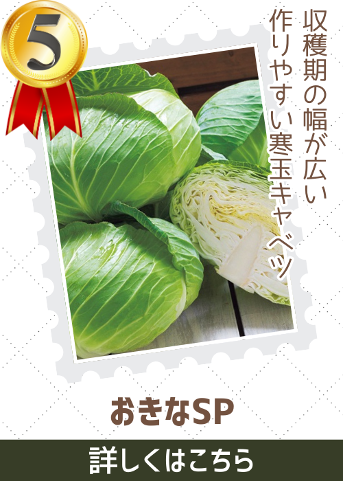 おきなＳＰ甘藍