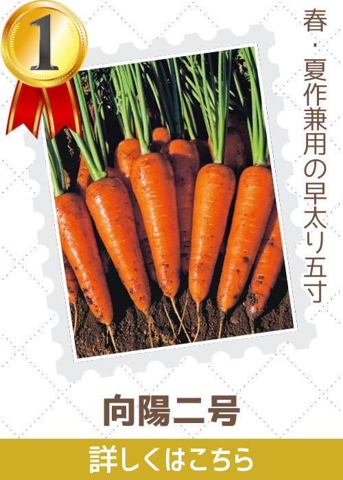 向陽二号人参