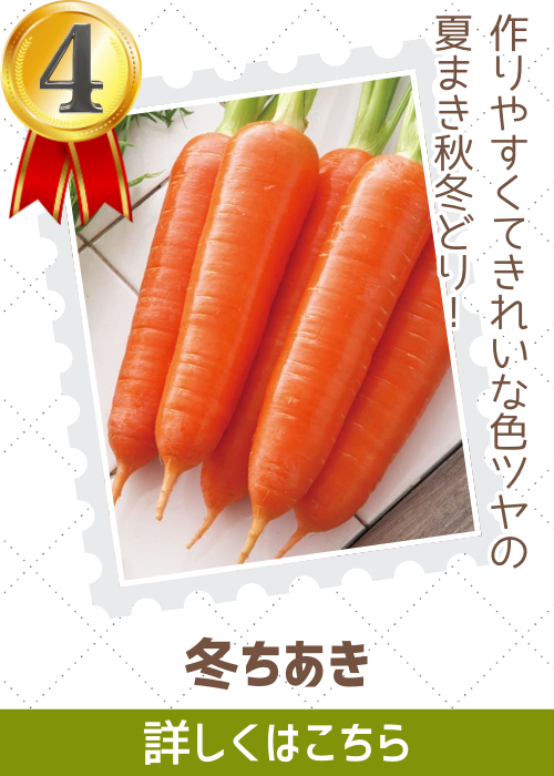 冬ちあき人参