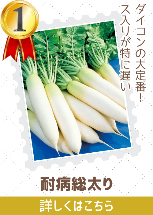 耐病総太り大根