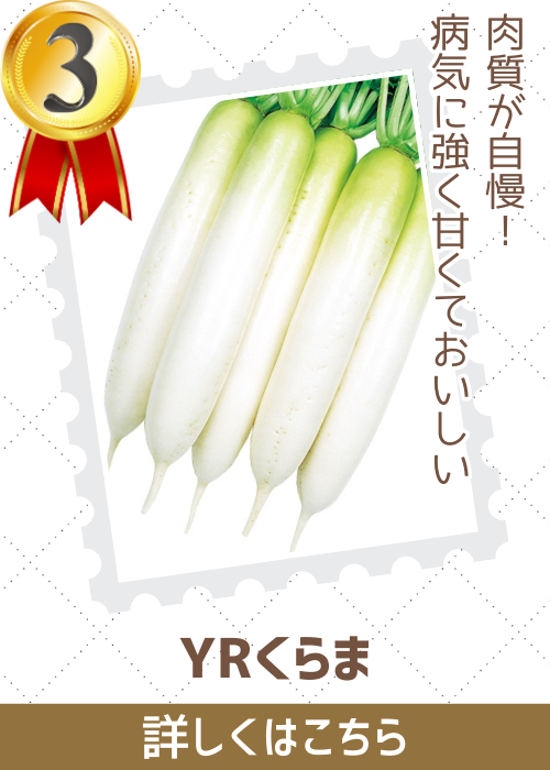 ＹＲくらま大根
