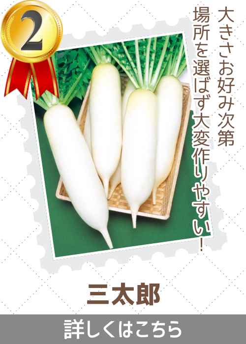 三太郎大根