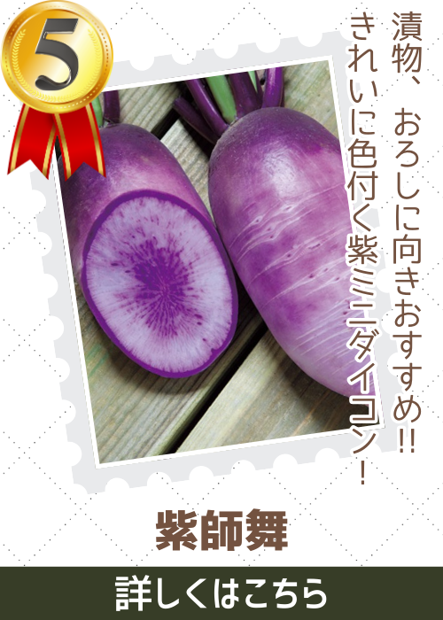 紫師舞大根