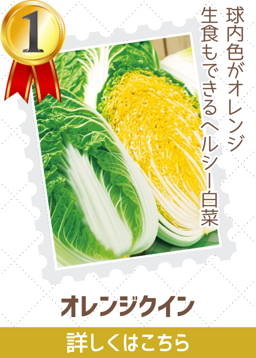 オレンジクイン白菜