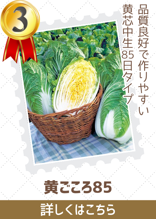 黄ごころ８５白菜