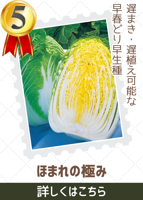 ほまれの極み白菜