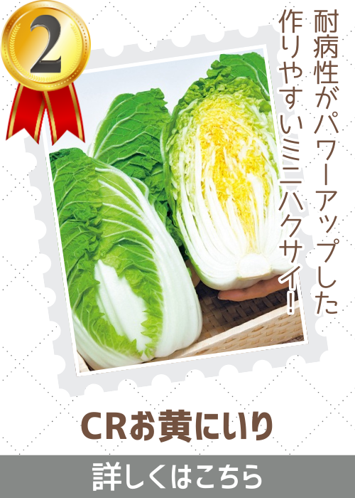 ＣＲお黄にいり白菜